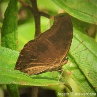 Junonia iphita Cramer, 1779